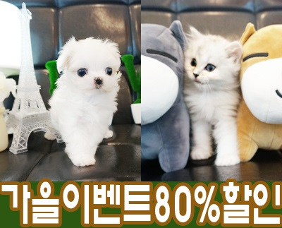 상위 1% 프리미엄 광주강아지분양 '광주 펫빌리지', 가을맞이 최대 90%할인분양과 무료분양 이벤트 진행