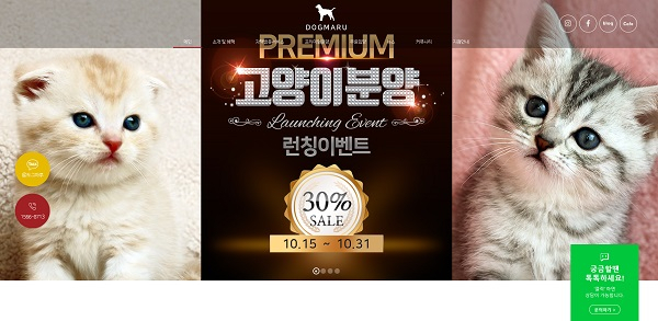 도그마루, 고양이 분양 런칭기념 이벤트 10월 31일까지 진행