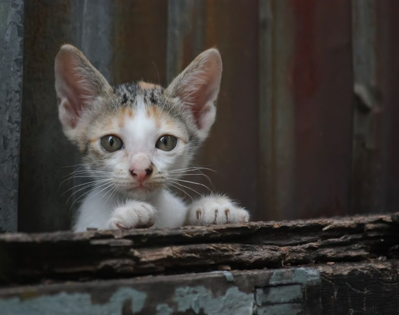 '떠돌이 고양이, 모태 길냥이와 달라...' 떠돌이 고양이 보호하는 방법