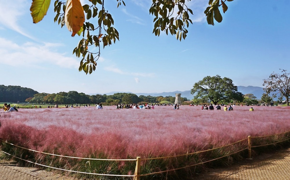 경주가볼만한곳 여기는 꼭!필수야, 스테디셀러 명소 첨성대부터 핑크뮬리까지 경주 볼거리 총정리!