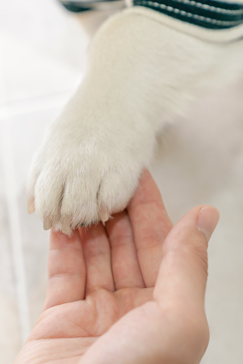 "우리집 댕댕이 아픈걸까요?" 강아지가 계속 핥는 '부위·상황별' 이유