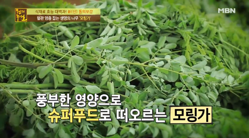 [염증에좋은음식] '천기누설' 슈퍼푸드 모링가 효능, 분말 활용한 '셰이크+달걀찜+시금치나물' 모링가 먹는 법