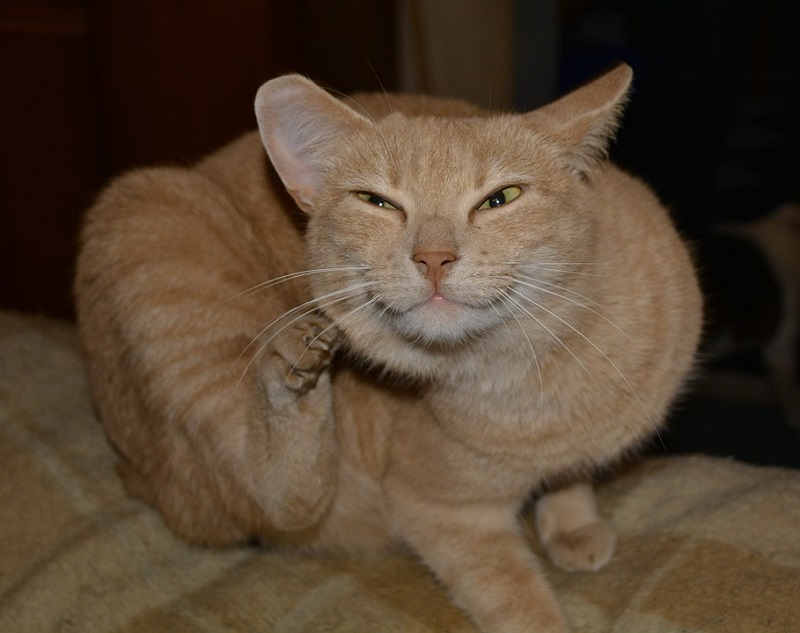 항암식품 마늘? 고양이에겐 치명적인 '독소'