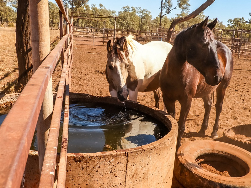땀을 못 흘리는 말의 '만성 무한증', 체온조절에 치명적