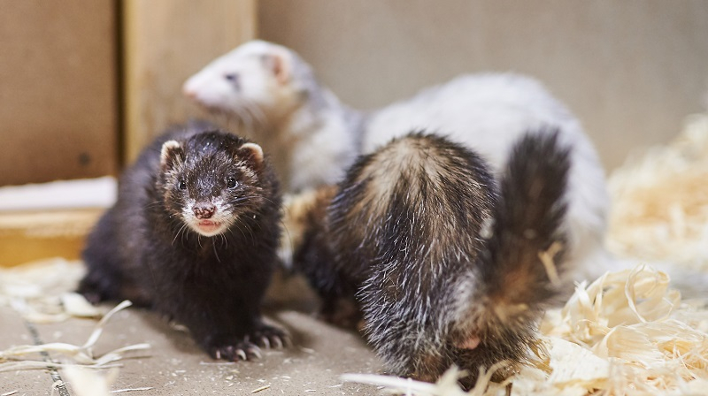 페럿의 흔한 질병 '림프종' 제대로 알기