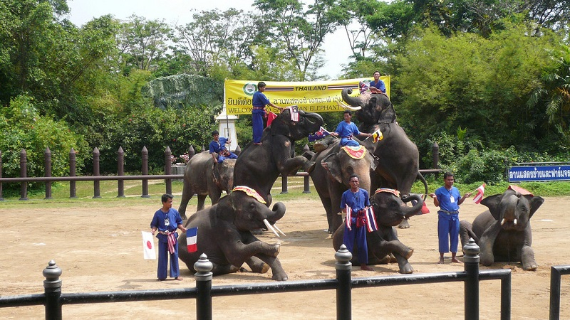 인간의 즐거움 위해 학대당하는 동물, 동물 엔터테인먼트 산업의 종말
