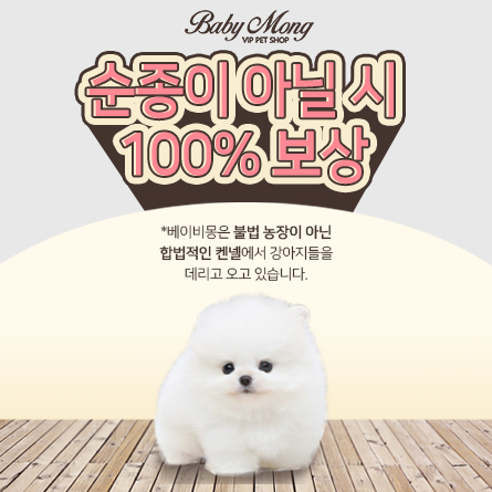 포메라니안, 비숑프리제 분양 순종 아닐시 100% 보상 제도 시행