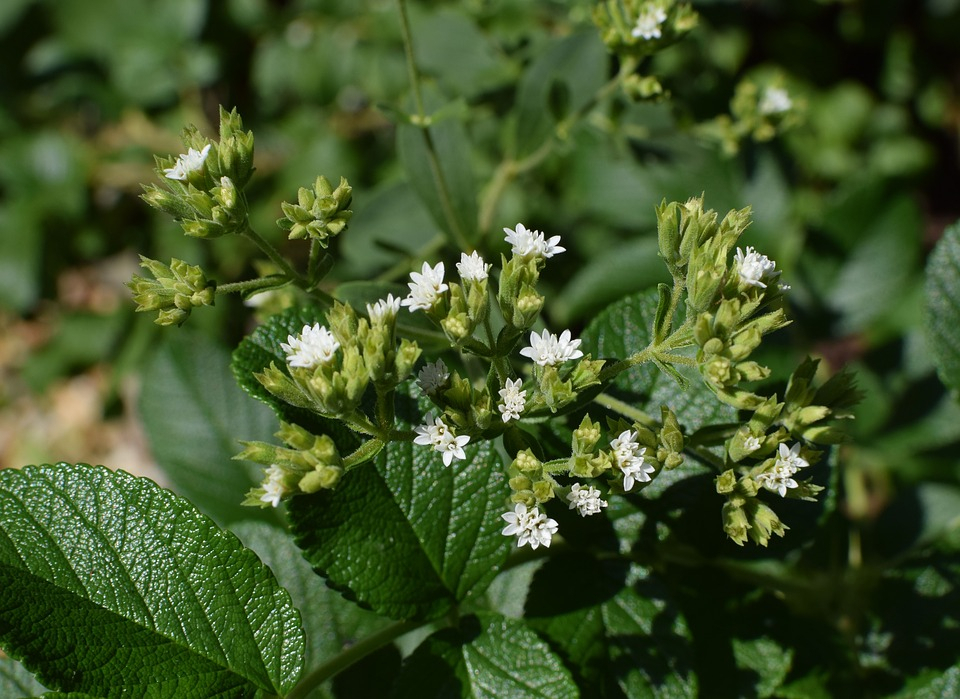 설탕 대체제로 주목 받고 있는 '스테비아(stevia)'의 효능