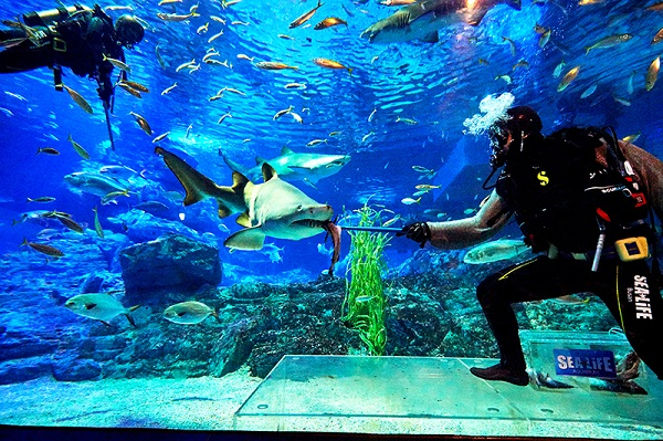 신년 혜택 가득한 해운대 SEA LIFE 부산아쿠아리움으로 추억여행