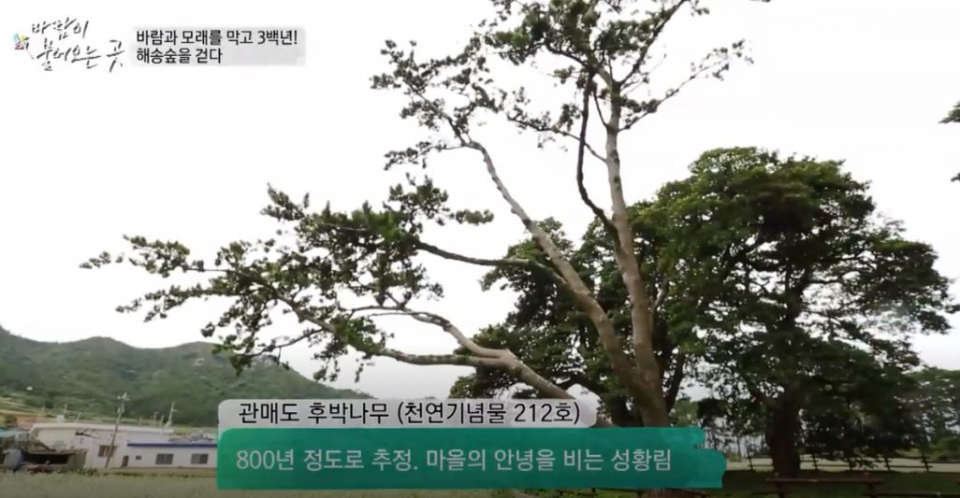 웅장한 수형이 특징인 '후박나무', 다양한 효능이 숨겨져 있다고?...복용방법까지 알아보자.