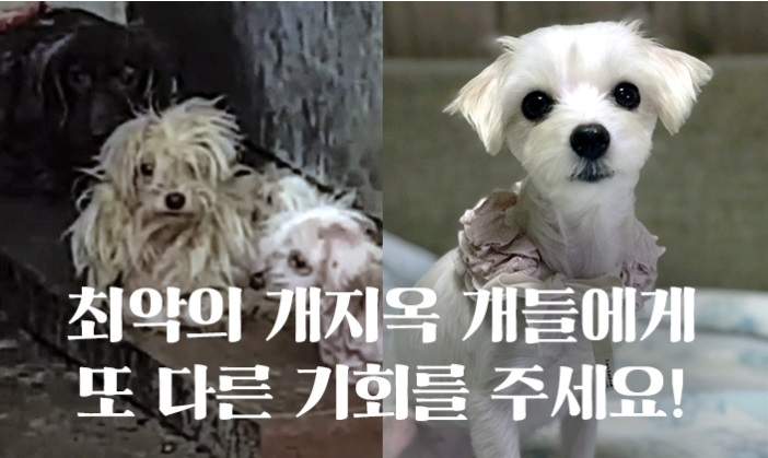 박소연 케어 대표, 후원금 20억 낼름하고 반려견 죽인 이유에 "공간이 좁아서".. 책임회피 답변만