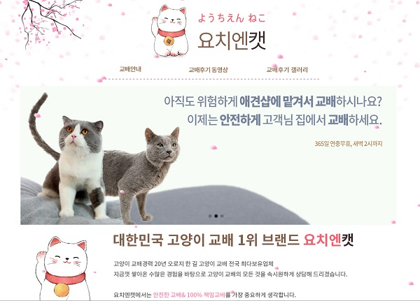 20년 전통 명품고양이 전문 교배샵 요치엔캣, A급 신랑묘 전품종 보유 중으로 실물 확인이 가능한 곳
