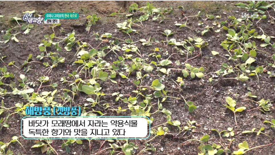 방풍나물, 풍을 예방해주는 은혜로운 나물...6시 내고향 소개된 효능 알아보자