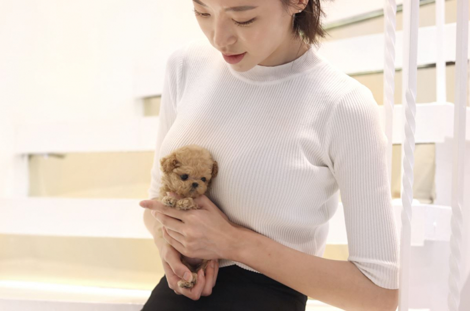 김포·인천·일산 강아지분양 펫제이&펫갤러리아 평생보상제 및 애견 의료비 최대 80%지원