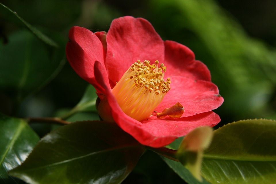 1월부터 4월까지 보기 좋은 '동백나무', 현재 가장 예쁜 곳은?