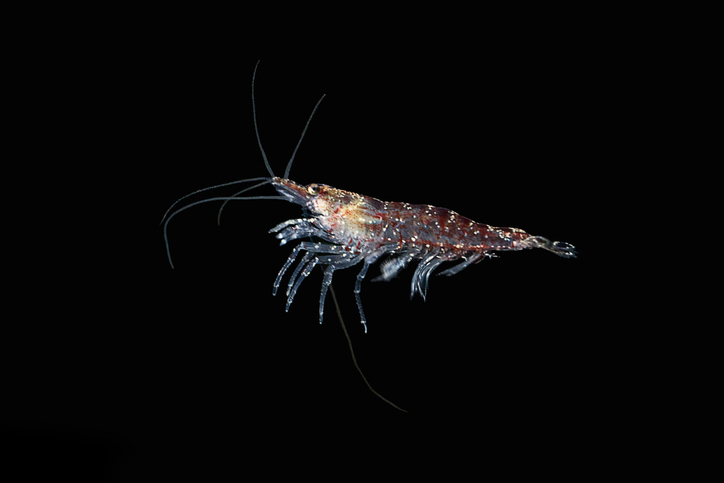 [부모님 설날선물 추천] '크릴오일' 관절염·치매 예방·비만 예방.. 크릴오일의 효능 및 부작용 a to z