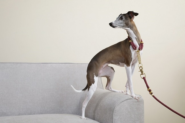 연예인들이 즐겨 찾는 펫샵은 따로있다? 프리미엄 반려동물 브랜드 '프랑소와펫'