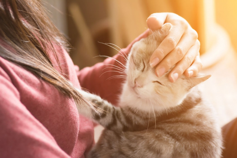 시크한 고양이? 반려묘의 남다른 애정 표현