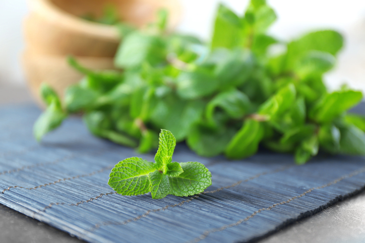 [연예인 다이어트 식단] 살 빼는 방법(음식)으로 '레몬밤' 화제.. 레몬밤 효능·먹는법·부작용까지