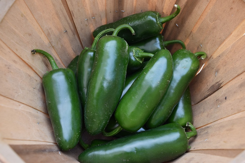 피클로 많이 먹는 멕시코 고추 '할라피뇨(jalapeno)' 만드는 법은?
