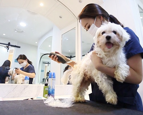 길 고양이 안락사 없는 유기동물보호소 '도그마루', 유기묘무료분양 통해 사랑 나눠