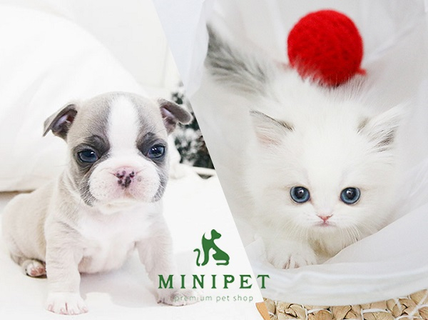 수원, 일산, 강남 강아지, 고양이분양 미니펫, 비숑프리제, 포메라니안, 토이푸들 사기분양 예방법 알려