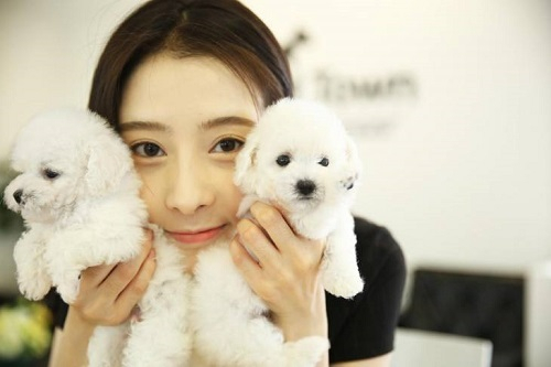 비숑프리제, 포메라니안 전문 일산강아지분양업체 스타펫타운, 설맞이 할인 및 선물 이벤트 진행