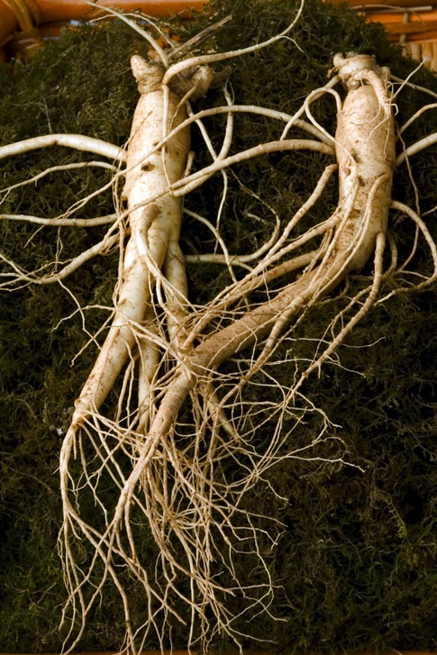 등 통증이 의심되는 병 '췌장암' 초기증상·검사 방법부터 췌장암에 좋은 음식까지