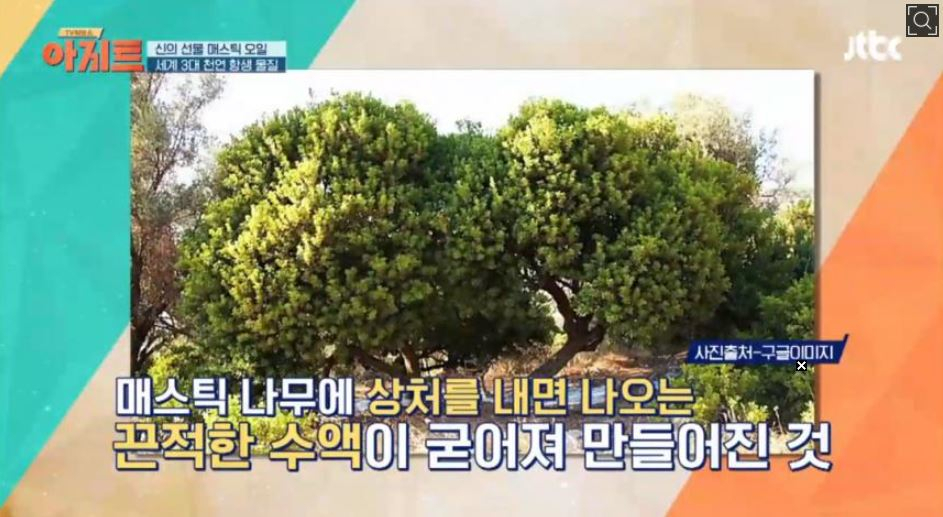 1년에 단 한 번 채취할 수 있다는 '매스틱 검 '화제' '신의 눈물'이라 불리는 이유는 무엇때문?