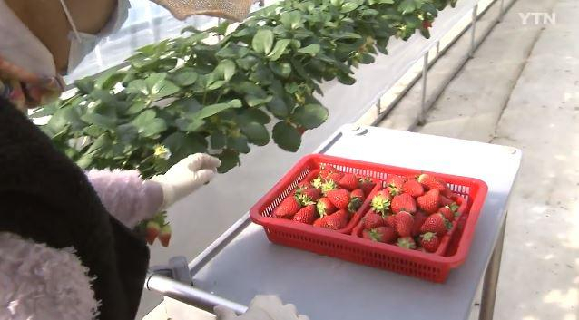 [겨울제철과일] 딸기의 변신 '아리향딸기' 화제, 맛 보니...가격은?