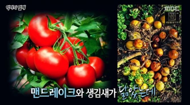 먹으면 죽는다고 알려진 악마의 열매, 맨드레이크와 닮은 모양으로 오해 받아..