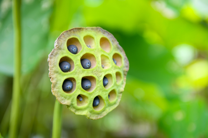 [다이어트식단] '연꽃 씨앗'이라는 천기누설 연자육 효능과 부작용, 연자육 먹는 법은?