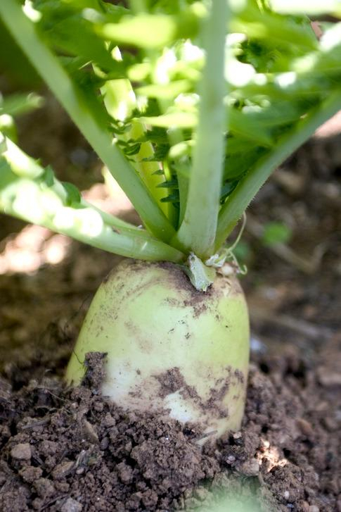 누구나 가지고 있는 소화불량, 소화불량에 좋은 무의 효능