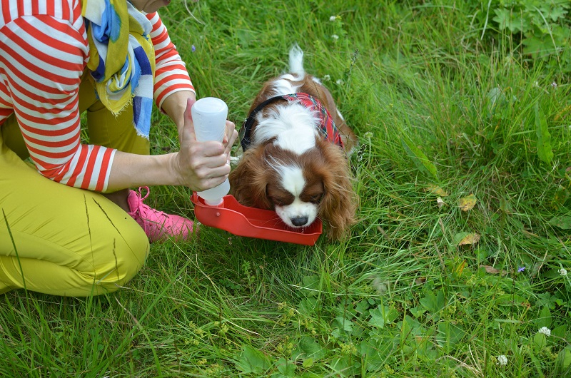 무계획적 야외 활동, 반려견 건강 '위협'