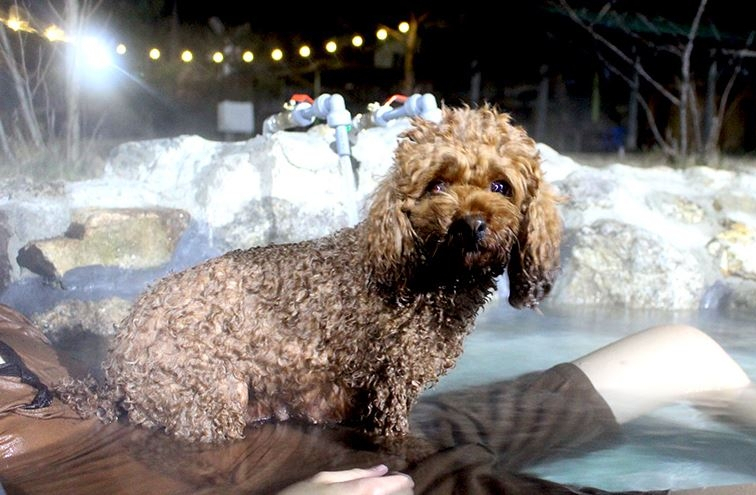 [주말 가볼만한 곳] 2월 여행으로 가기 좋은 온천 여행...국내 온천 여행지 추천