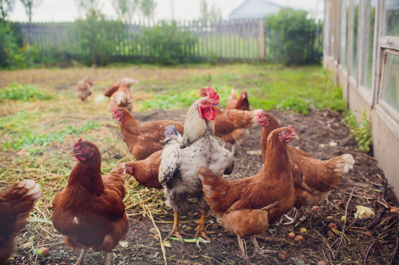사람과 동물 모두에게 치명적인 탄저병, 감염 경로와 예방법은?