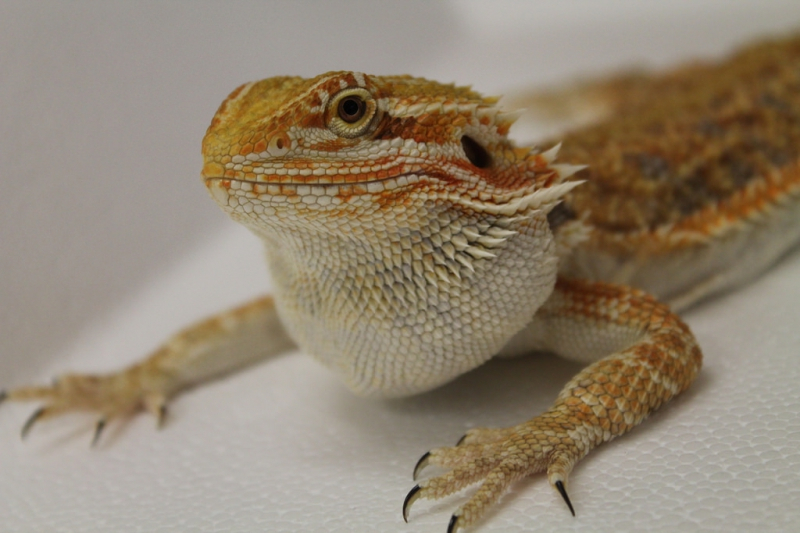 비어디드 드래곤이 걸릴 수 있는 치명적인 질병, 앳아데노 바이러스