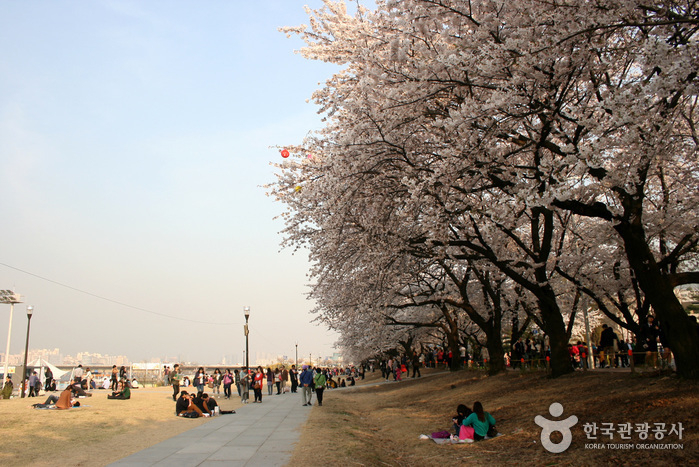 2019 벚꽃 개화시기 작년보다 빨라…2019 벚꽃축제 일정과 당장 떠날 수 있는 봄꽃축제는?