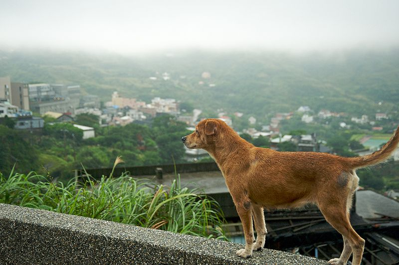 길거리 떠도는 반려견 구조하려면? 신뢰 구축이 먼저