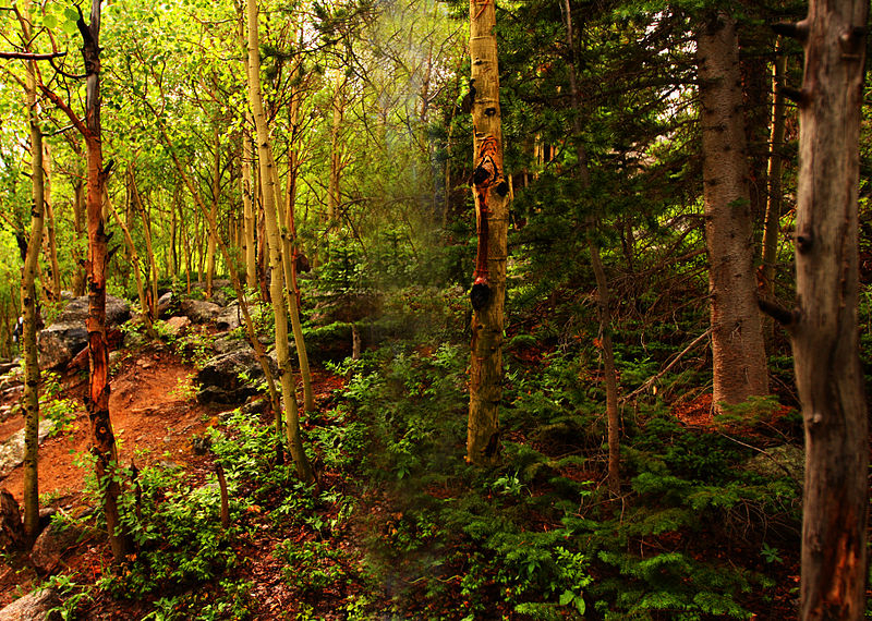 미국의 지역 토착종 동부상자거북의 사육 방법