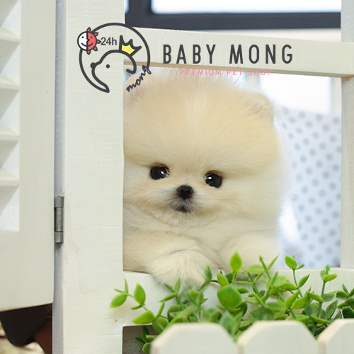 포메라니안,비숑프리제 분양 전 유의사항