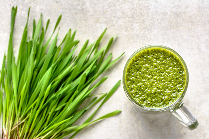 새싹보리분말, 폴리코사놀 효능 알아보니… 집에서 새싹보리분말 키우기·새싹보리분말 요리법은?