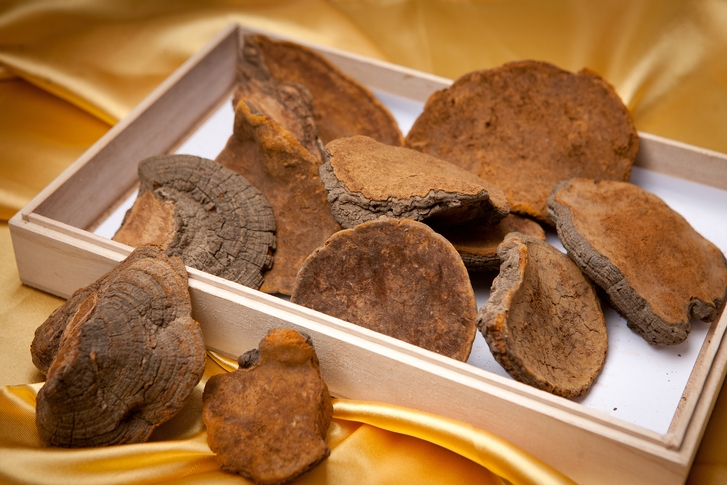 '상황버섯·영지버섯·차가버섯', 효능과 부작용·먹는 방법까지… '불로초' 버섯 3대장의 모든 것