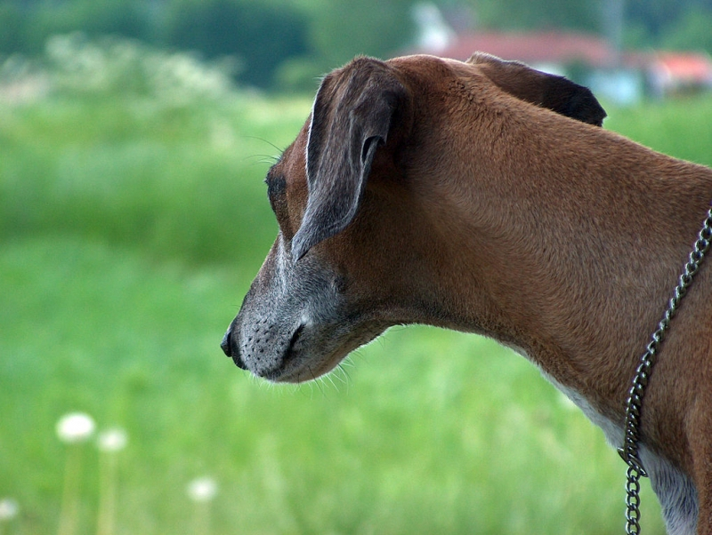 사냥 본능을 타고난 개 '아자와크', 기원과 특성은?