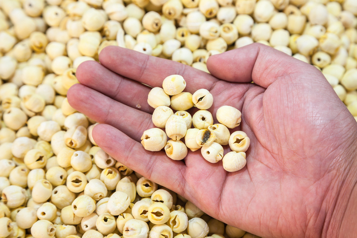 [혈압에 좋은 음식] 연자육 효능, 다이어트에 탁월…잘못 먹으면 부작용으로 '구토·설사' 유발해