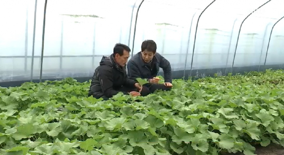 [머위 효능] 4월 제철음식 봄나물 '머위' 장아찌·나물 레시피 정리…먹기 전 주의해야 할 부작용은?