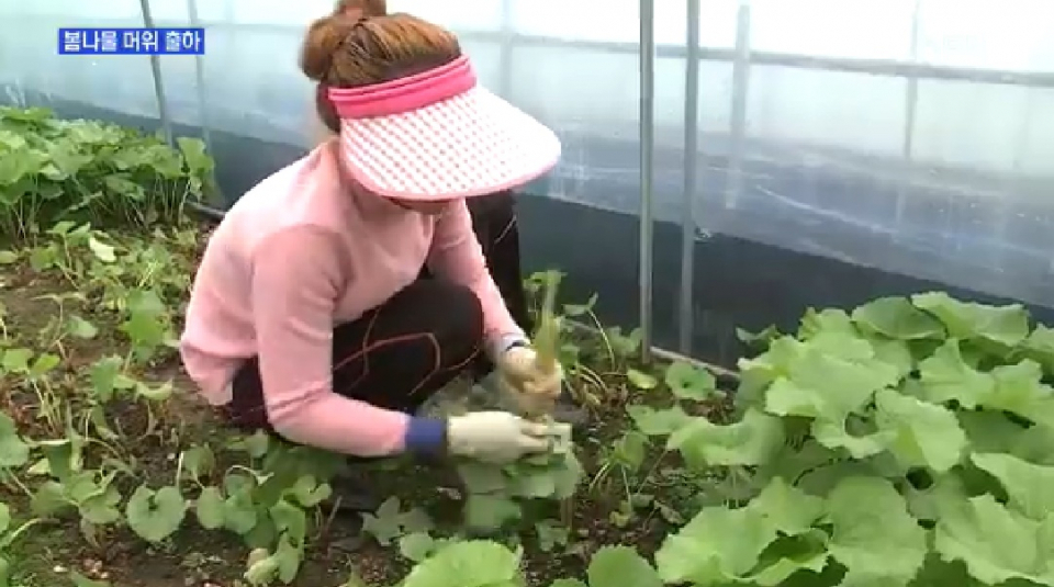 [머위 효능] 4월 제철음식 봄나물 '머위' 장아찌·나물 레시피 정리…먹기 전 주의해야 할 부작용은?