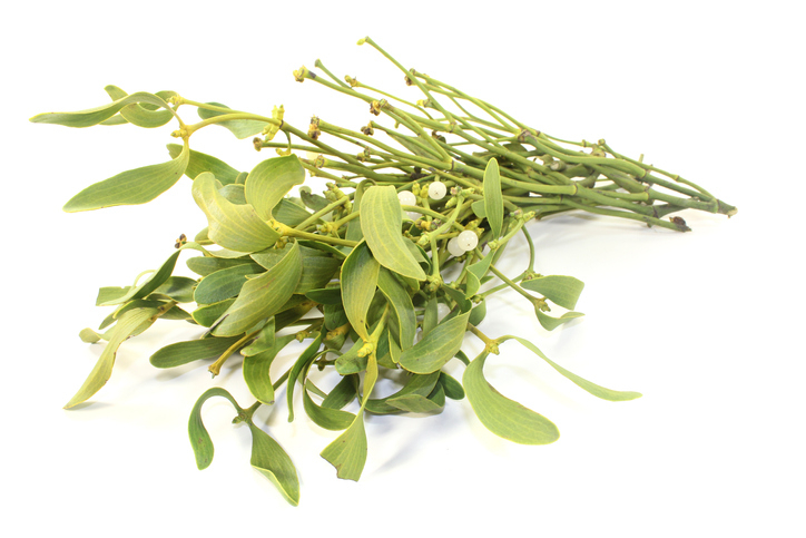 나무에 겨우겨우 살아가는 ' 겨우살이 ', 정체가 궁금하다면 ? … 암 환자들은 주목해야