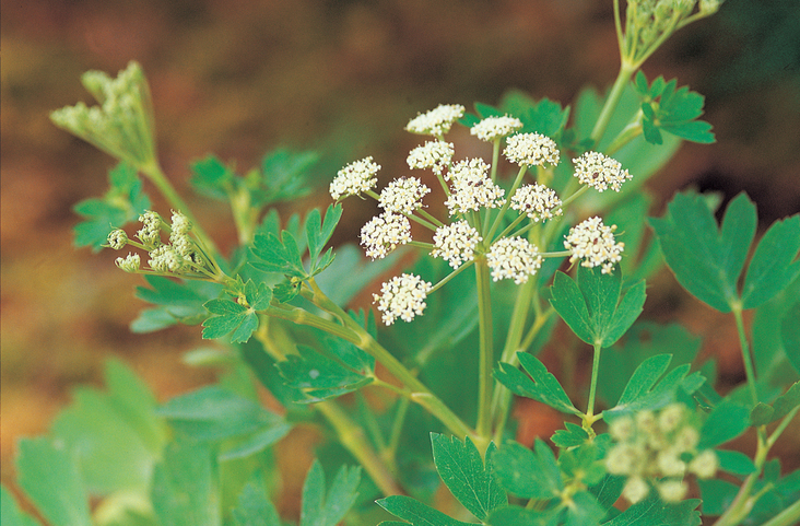 미세먼지에 좋은 음식 방풍나물? 방풍나물의 효능과 '수미네반찬' 방풍나물튀김까지