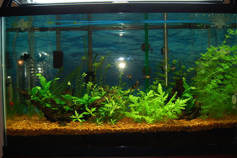 화려하며 매력적인 생명체 구피, 구피 사육 8가지 가이드라인